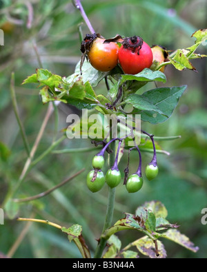 Chien d'églantier rosa canina avec baies douce-amère Solanum dulcamara Banque D'Images