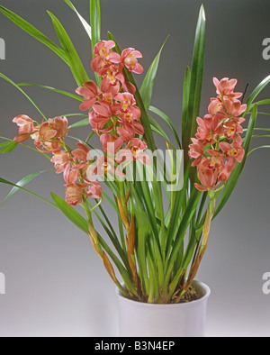 (Orchidée CYMBIDIUM Cymbidium) / Banque D'Images