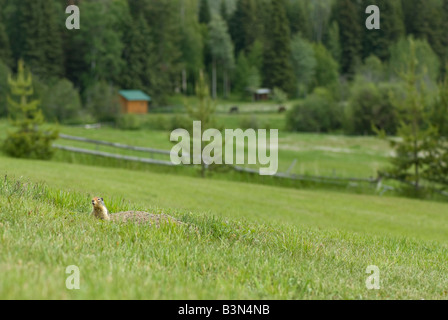 Une marmotte poussant la tête d'un trou dans un beau paysage canadien. Banque D'Images