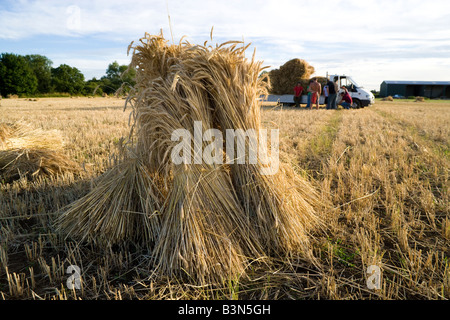 Champ de blé de l'Oxfordshire avec le séchage des récoltes à longue tige en gerbes ou meules pour l'utiliser comme couverture de chaume. Banque D'Images