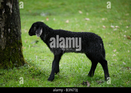 Allemagne, Bavière, Ebenhausen, agneau, mouton noir, (Ovis orientalis bélier), close-up Banque D'Images