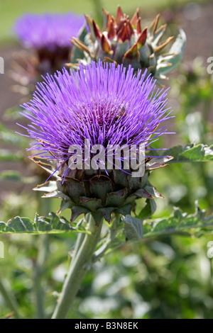 Le cardon, Cynara cardunculus, Asteraceae, l'Europe et l'Asie de l'Ouest Banque D'Images