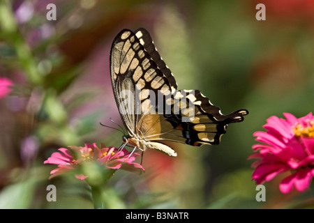Giant Swallowtail Butterfly, Papilio cresphontes, l'alimentation avec les ailes repliées. Exécutez Leamings Gardens, Cape May Courthouse, NJ, USA Banque D'Images