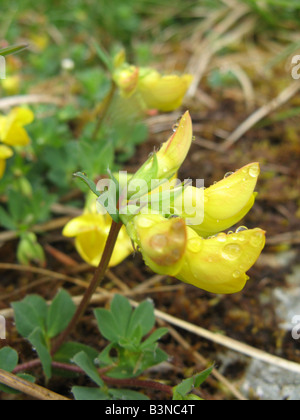 Politique commune de lotier corniculé Lotus corniculatus est membre de la famille des pois Banque D'Images