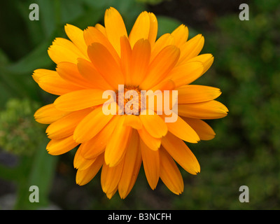 Bluehende Ringelblume, Calendula officinalis Pot Marigold plante médicinale Banque D'Images