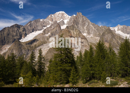 Les conifères alpins parsèment la moraine terminale du glacier du Miage avec le Massif du Mont Blanc derrière. Banque D'Images