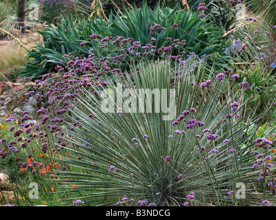 Jardin sec east ruston Old Vicarage garden Norfolk Banque D'Images