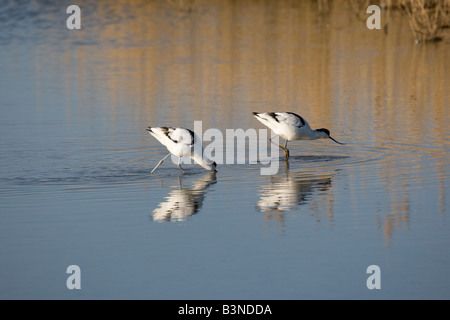 Avocettes alimentation Banque D'Images