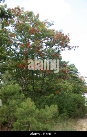 Dommages aux arbres en chêne rouge en raison de la Couvée XIV cigales à Falmouth, Massachusetts. Banque D'Images