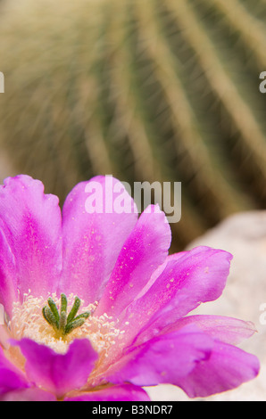 La Bolivie, cactus de floraison (Cereus Colosseus), close up Banque D'Images