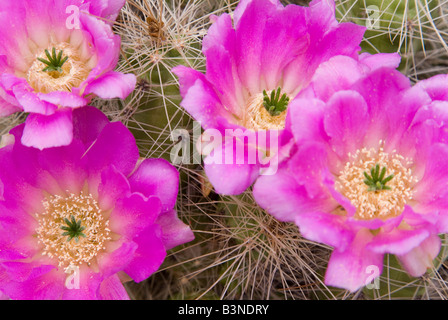 La Bolivie, cactus de floraison (Cereus Colosseus), close up Banque D'Images