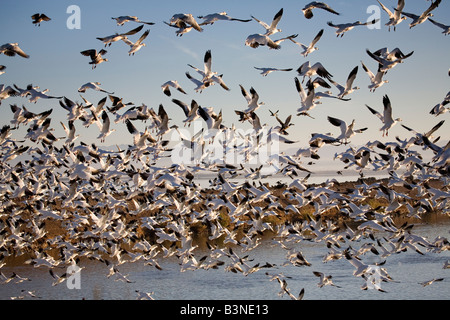 L'Oie des neiges (Chen caerulescens) passe l'hiver à la Salton Sea en Californie du Sud Banque D'Images