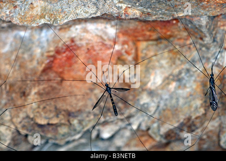 Crane flies (famille Tipulidae) s'abritant sous une saillie rocheuse en grand nombre sur la côte nord de la Nouvelle-Galles du Sud, Australie. Banque D'Images