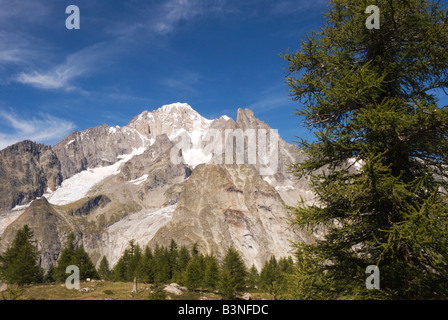 Les conifères alpins parsèment la moraine terminale du glacier du Miage avec le Massif du Mont Blanc derrière. Banque D'Images