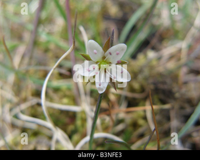 La sabline à feuilles (Arenaria serpyllifolia sabline) est le plus commun le Sandworts au Royaume-Uni Banque D'Images