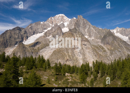 Les conifères alpins parsèment la moraine terminale du glacier du Miage avec le Massif du Mont Blanc derrière. Banque D'Images