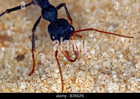 Ant Bulldog (genre Myrmecia) ou bullant ou bull ant, New South Wales, Australie. Banque D'Images