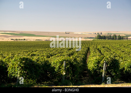 Les vignes poussent en rangées près de Washington Pasco Banque D'Images