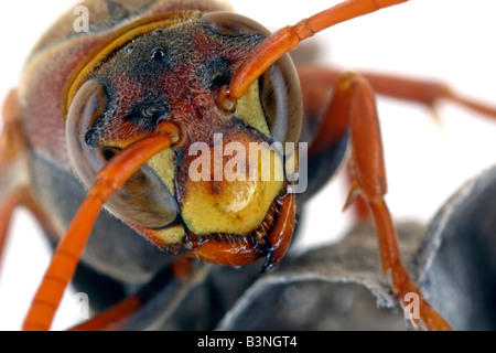 Document commun (guêpe Polistes humilis) montre deux énormes yeux composés et de trois ocelles (yeux simples) sur le dessus de sa tête. L'Australie. Banque D'Images