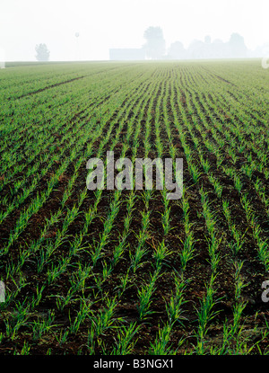 La germination du blé d'hiver dans les champs d'un Amish farm près de Strasburg, Pennsylvanie, USA Banque D'Images