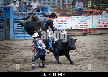 Un clown de rodéo tente d'entraîner un bucking bull en vrille au Roy Pioneer Rodeo dans Roy, Washington. Banque D'Images