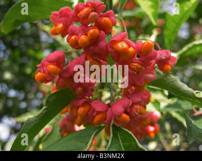 / Euonymus europaeus fusain d'Europe Banque D'Images