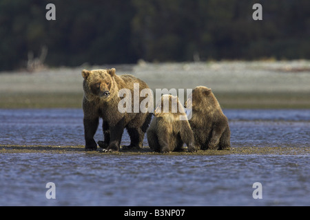 Ours grizzli (Ursus arctos) femelle et d'oursons à la recherche de saumons migrateurs dans Hallo Bay, en Alaska, en septembre. Banque D'Images