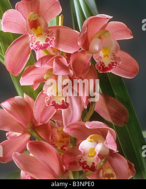 (Orchidée CYMBIDIUM Cymbidium) / fleurs - Banque D'Images