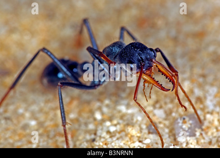 Ant Bulldog (genre Myrmecia) ou bullant ou bull ant, New South Wales, Australie. Banque D'Images