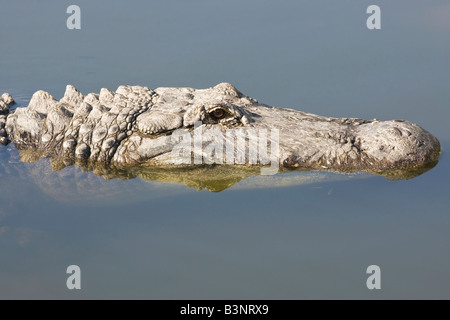 Un coup de tête d'un adulte Alligator Banque D'Images