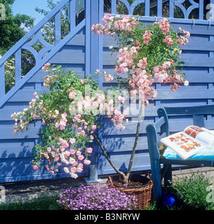 Rosier arbustif en face de mur en bois bleu Banque D'Images