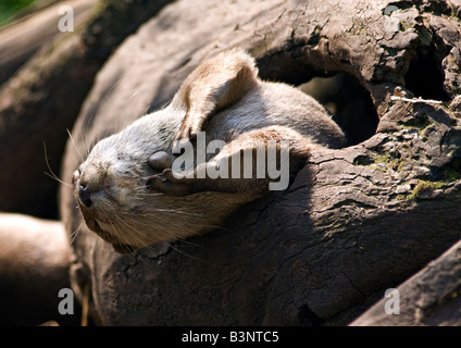 Petite asiatique griffé Otter (aonyx cinerea) jouer avec caillou, UK Banque D'Images