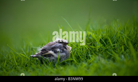 Un pinson jeune Sitting in Grass Field - Fringilla coelebs Banque D'Images
