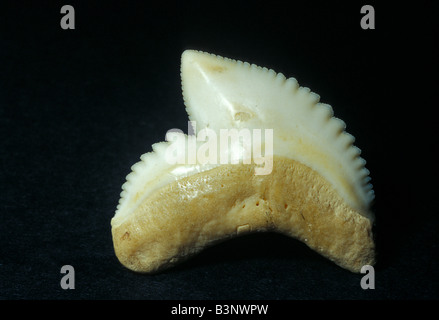 Galeocerdo cuvier, dents de requin tigre Banque D'Images