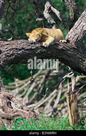 Jeune lion sur un arbre Banque D'Images