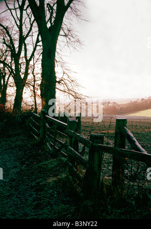 Forêt des scènes de pays Banque D'Images