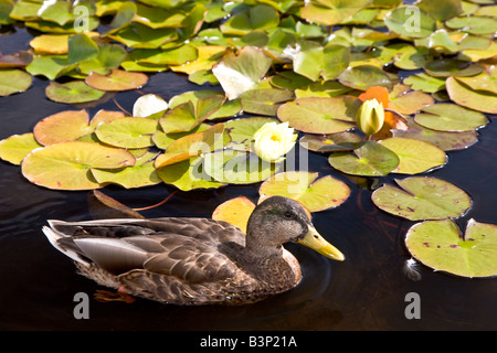 Canard colvert natation féminine entre les nénuphars Banque D'Images