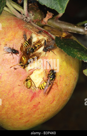 Close Up of les guêpes et les mouches se nourrissent d'un Apple UK Banque D'Images