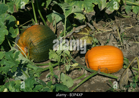 Les citrouilles de maturation dans l'Est des Etats-Unis le jardin Banque D'Images