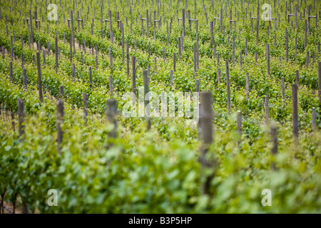 Vignoble, l'Église et l'État Winery, Brentwood Bay, île de Vancouver, Colombie-Britannique, Canada Banque D'Images