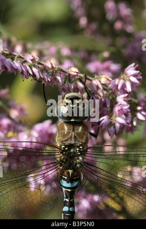 Hawker migrants Dragonfly Aesha mixta reposant sur la floraison Heather Banque D'Images