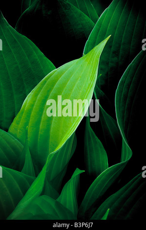 Usine de hostas lames courbées détail lumière brillant à travers feuilles Banque D'Images