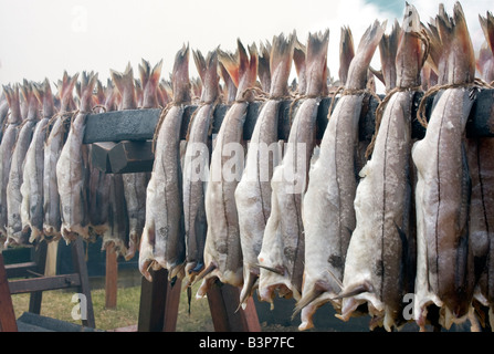 Haddock fumé sur des béquilles à l'Edinburgh Royal Highland Show - célèbre récompenses Arbroath Smokies de Fife, Scotland UK Banque D'Images