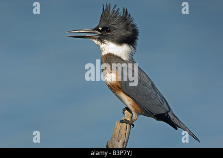 Le martin-pêcheur femelle sur la perche Banque D'Images