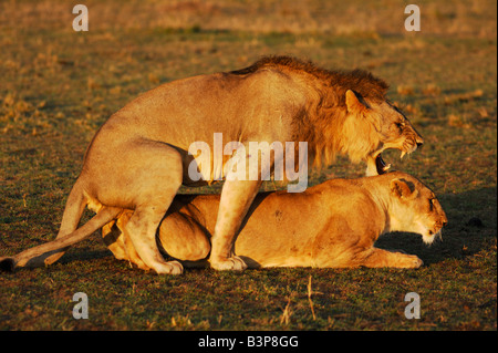 L'African Lion Panthera leo Kenya Masai Mara accouplement paire Sud Banque D'Images