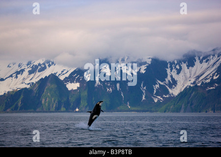 Violer un orque le long de la Kenai Fjords National Park, près de l'ALASKA Seward Banque D'Images