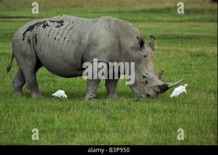 Le rhinocéros noir Diceros bicornis alimentation chez les bovins adultes Egret Bubulcus ibis Le lac Nakuru Kenya Afrique Banque D'Images