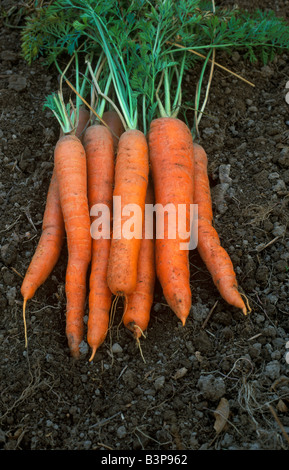 Jardin Carottes Imperator Daucus carota var sativus USA Banque D'Images