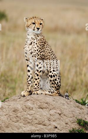 Le guépard Acinonyx jubatus hot assis sur la colline parlementaire le Masai Mara Kenya Afrique Banque D'Images