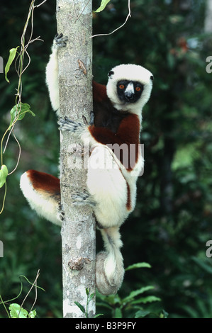 Coquerel's Sifaka Propithecus coquereli adulte en Afrique Madagascar arbre Banque D'Images